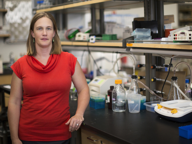 Biomedical engineer Sarah Stabenfeldt has received the National Institute of Health (NIH) Director’s New Innovator Award to support her work to develop a tool kit with ability to detect signs of brain injury at the molecular and cellular levels. Photographer: Jessica Hochreiter/ASU