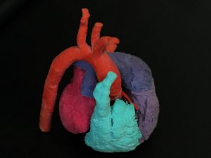3D printed hearts, developed collaboratively by ASU's Image Processing Applications Lab and Phoenix Children's hospital,  are used to save lives in the Phoenix area twice a week. Photographer: Jessica Hochreiter/ASU.