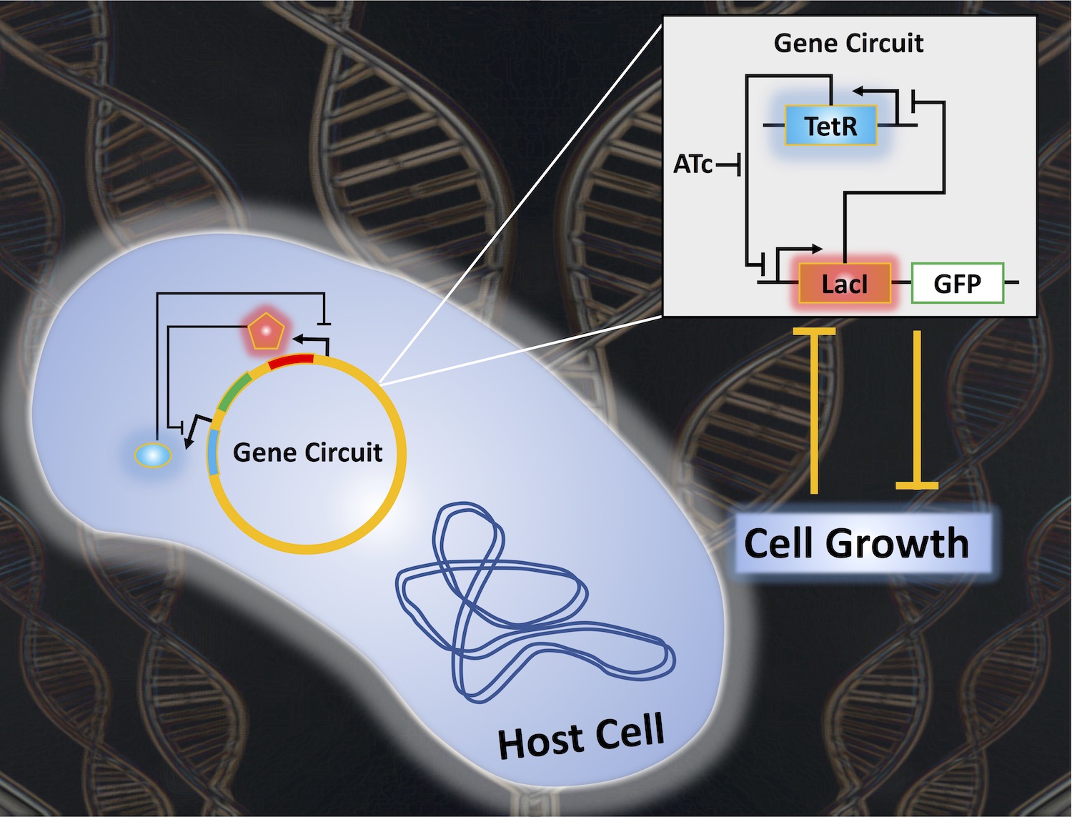 graphic depicting gene circuits