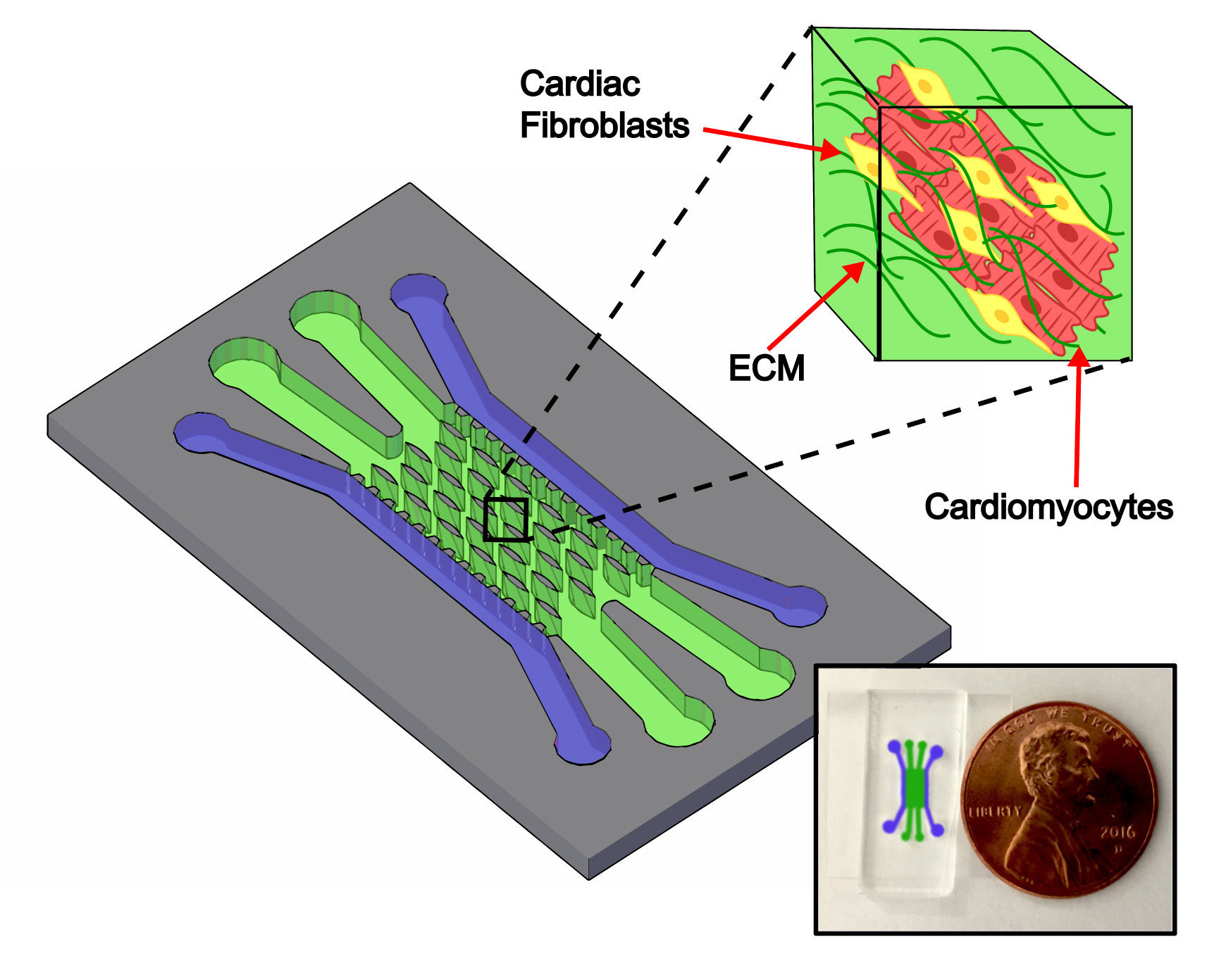 A graphic showing the Nikkhah Lab heart-on-a-chip platform’s channel structure. Outer channels shown in purple are used to introduce cells and inner green channels are populated with elliptical microposts around which cells organize into tissues within an extracellular matrix.